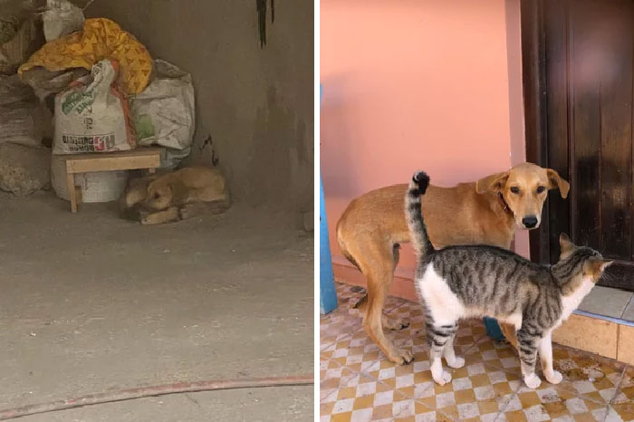 This Street Moroccan Pup Had A Terrible Accident And Was In A Critical State When We Were Alerted To His Situation. Thanks To A Kind Stranger He Was Rescued By Our Refuge Sara Morocco