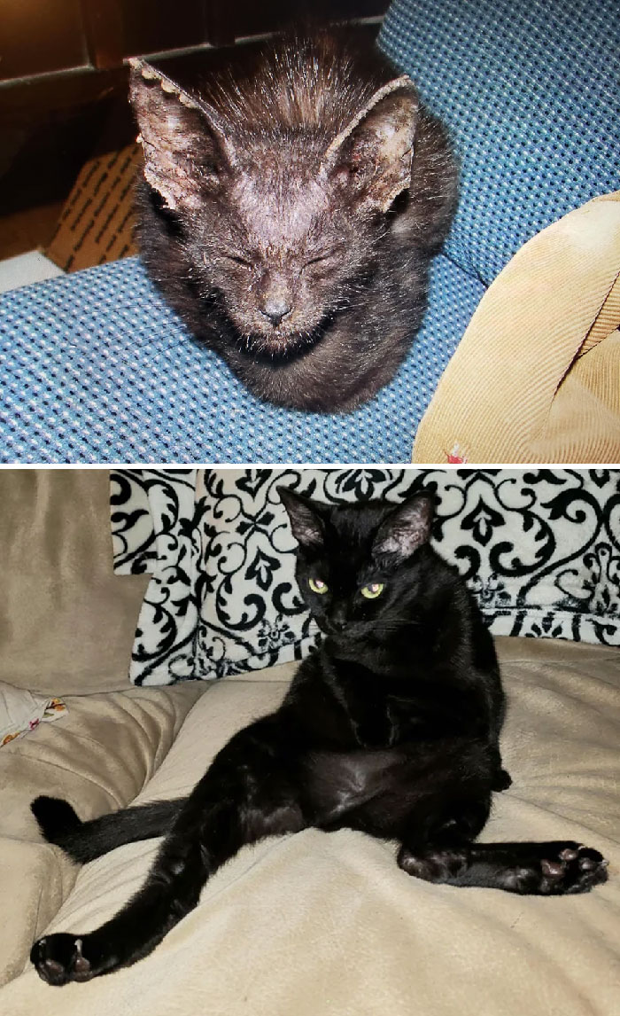 Buki She Is About 14yrs Old Now. She Was Rescued From Off The Street Covered In Mange