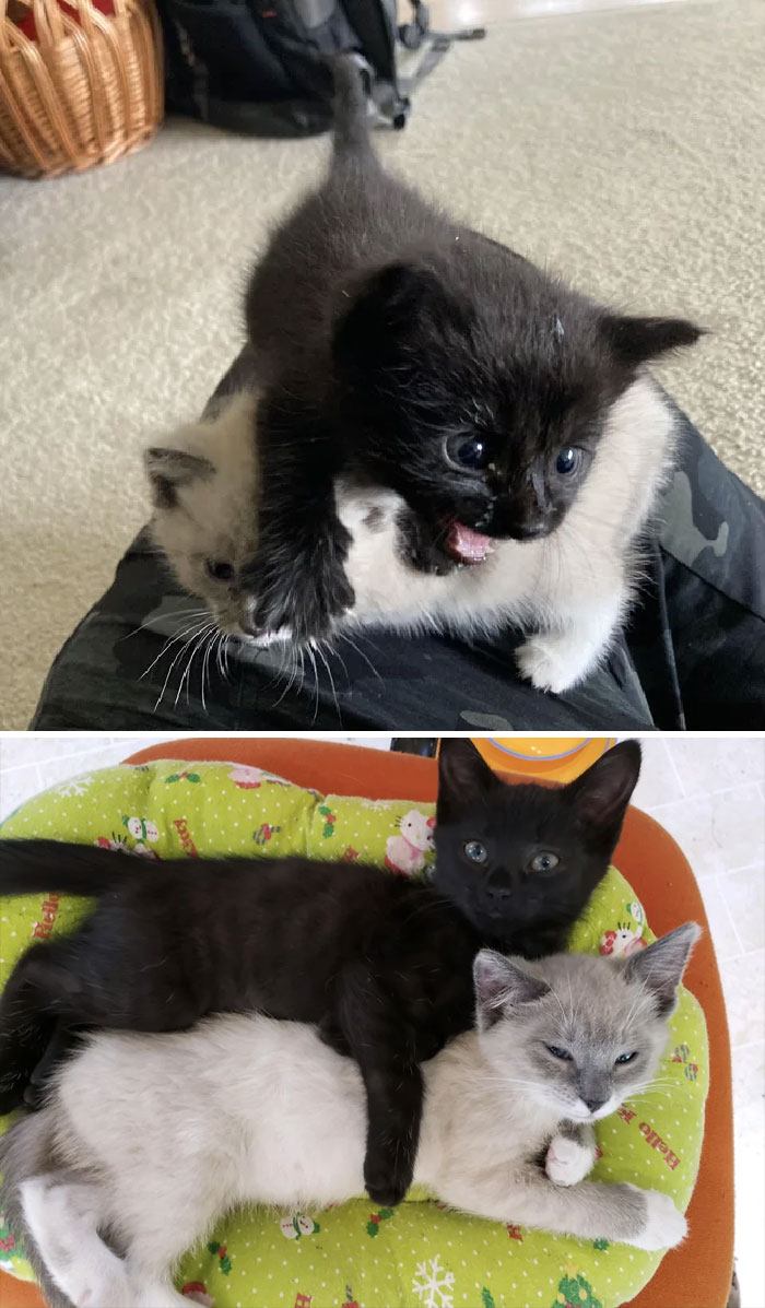 My First Foster Kittens - At My Home Before, In Their Loving Forever Home After!! (Fostered Back In 2020)