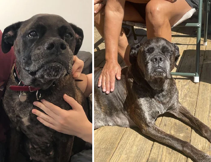 From Timid Shelter Dog To Sunbather Extraordinaire. Day 1 To 1.5 Years