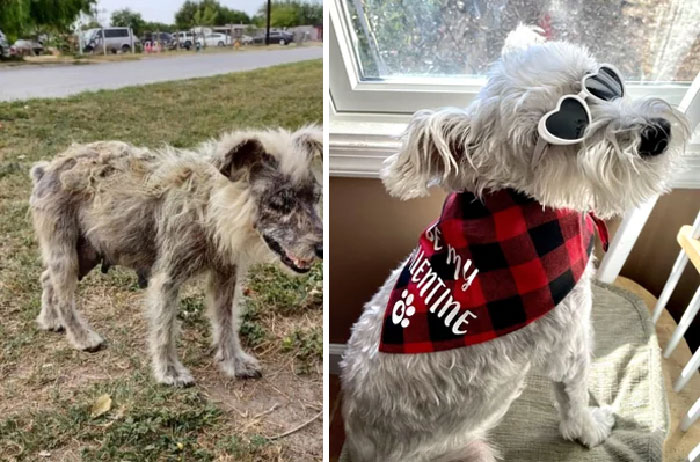 Mi preciosa niña ahora vs abril 2022 cuando fue rescatada