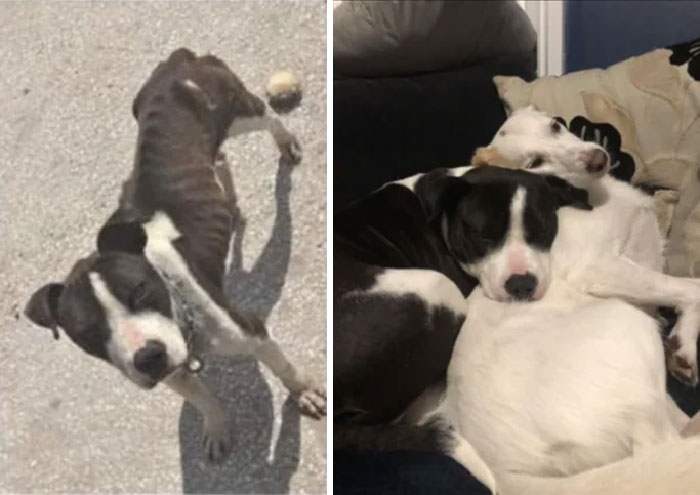 This Is My Boy Milo, My Mother Runs A Dog Rescue And After I Lost My 11yr Old Boy Diesel. She Knew I Needed Some Help Coming To Terms With The Loss Of My Best Friend, In Steps The Sweetest Softest Dog I’ve Ever Known. I Love Him Endlessly!