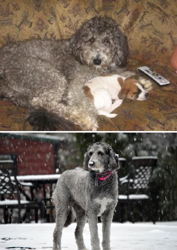 Nos hicimos con Sophie cuando tenía un año y medio y estaba aterrorizada por todo. Ella terminó siendo la más dulce, más tranquila y más cariñosa perrita que he conocido. Vivió casi 15 años. Te echamos de menos dulce niña