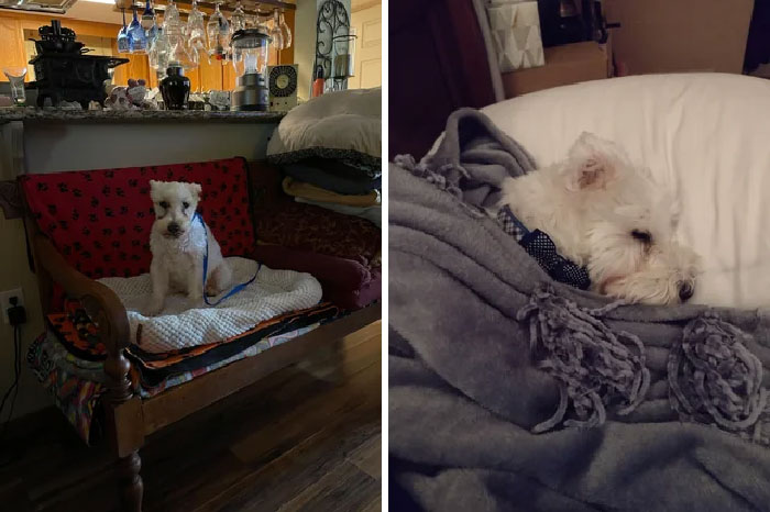 My Schnauzer Named Bowser. Right After He Was Saved From A Puppy Mill To Now