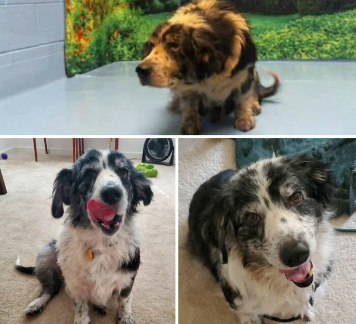 Before And After Adoption. Welcome To The Family, Luci!