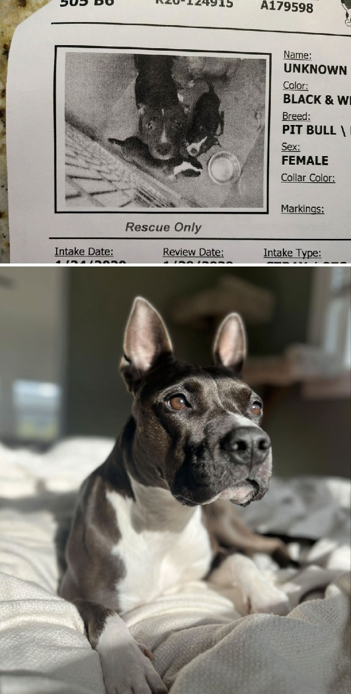 Our Foster Fail Poppy