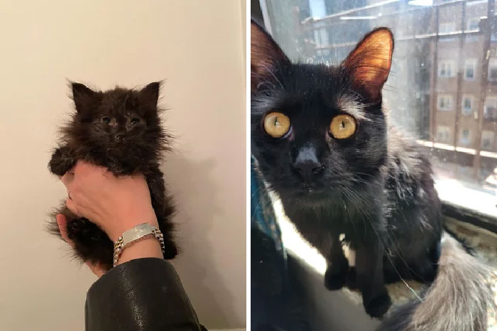 Sushi Aka Chompers. What A Difference A Year Makes