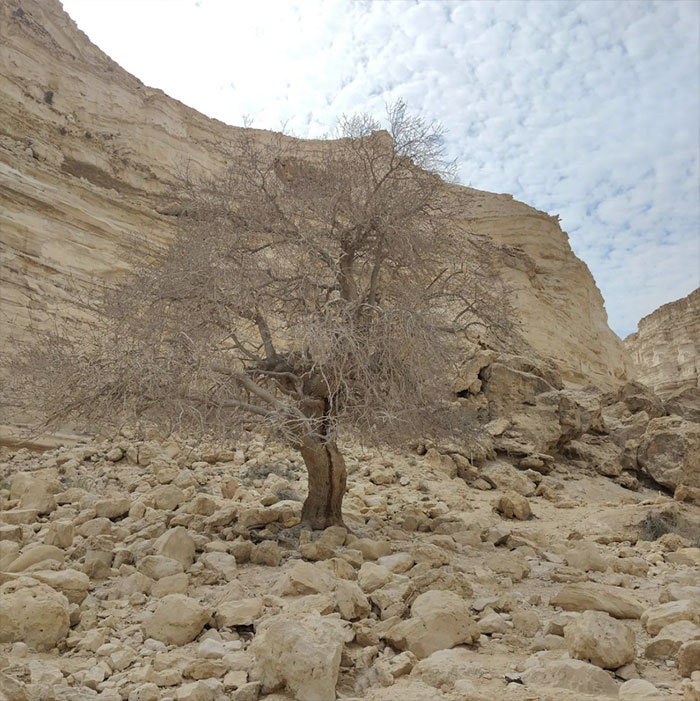 Photo of Israel National Trail