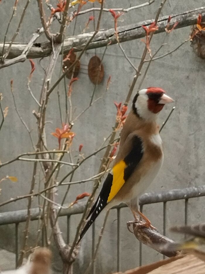 Young And Hungry Visit