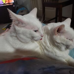 jamiesterling avatar