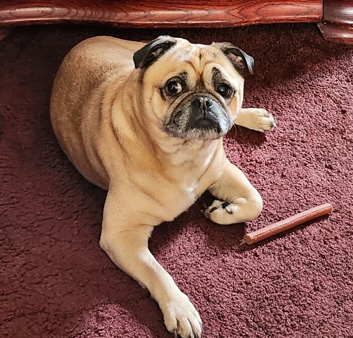 My Gorgeous Pug Cross. He Is Happy, Honestly