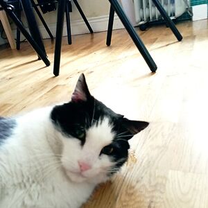 alex-sierevogel avatar