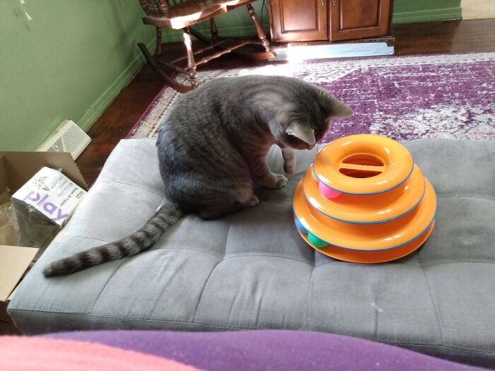 Bouche Disturbs Me With This Toy Every Morning About Three