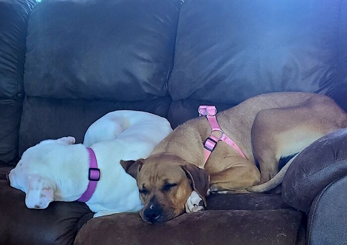 She Was So Sad, So We Went Back To The Shelter For Her Brother