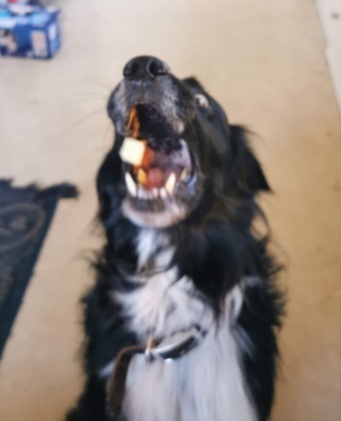 Rocky Grabbing A Snack, Mid Air