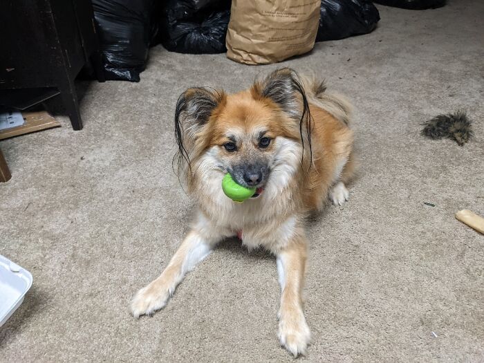 This Is My Silly Puppy Butters. He Is A Mess For Sure