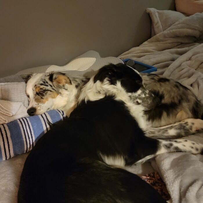 Seeing My Sibling Pups Snuggle