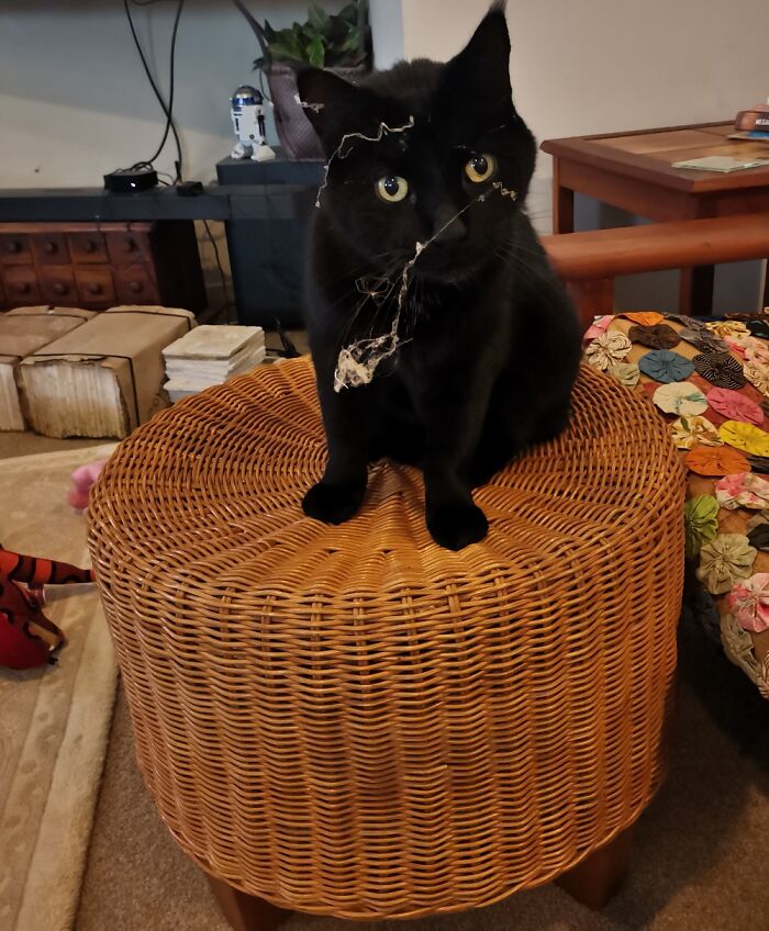 This Little Dum-Dum!