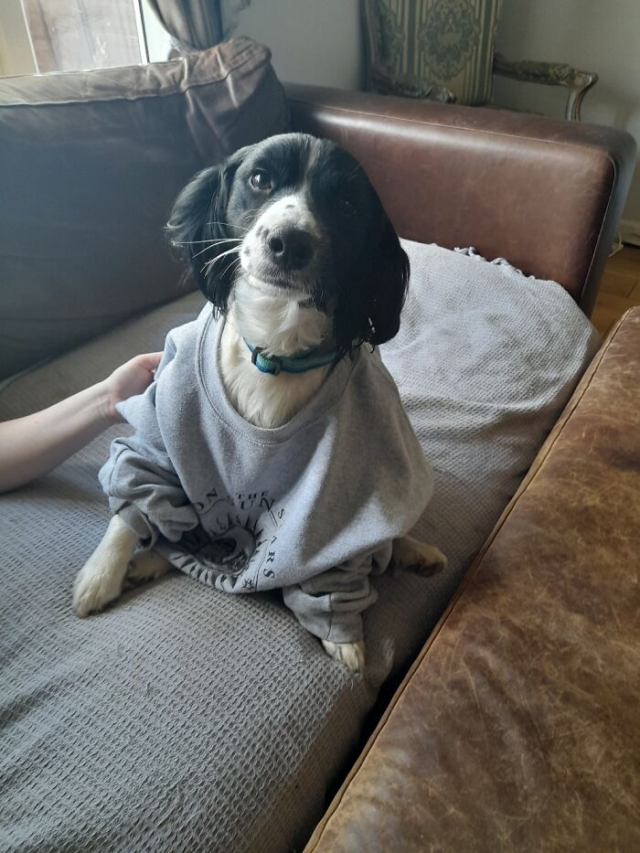 Albert Wearing A Jumper