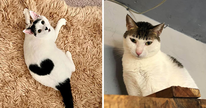 These 88 Cats With Unique Markings Might Be The Coolest Thing Ever