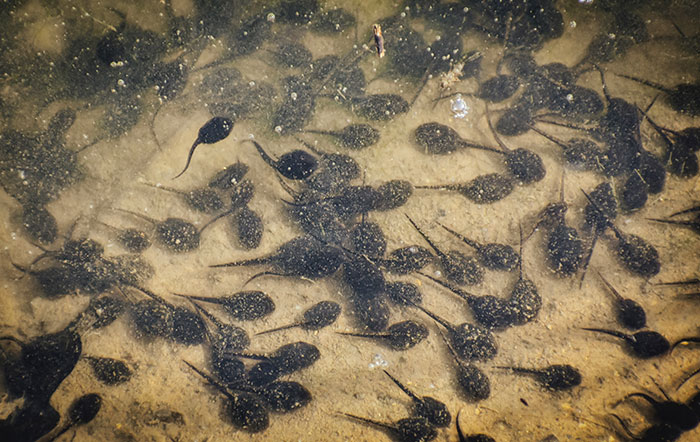 Many tadpoles in transparent water