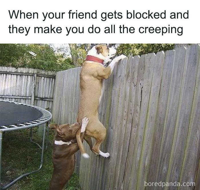Two dogs spying over a fence, humorously depicting single life struggles and friendship.