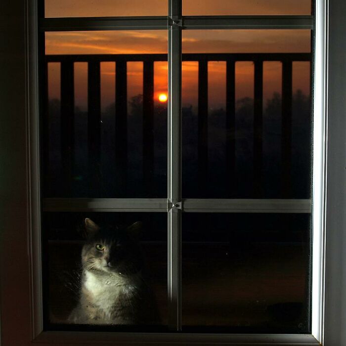 A Story Of A Stray Cat That Showed Up At Our Window And Came Into Our Life