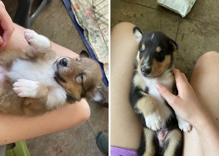 Hey Pandas! Here Are Some Photos Of My Summer Last Year On A Farm (24 Pics)