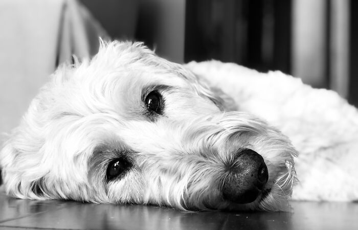 I Had Picture Day With All My Dogs, And These Are The Best Ones (19 Pics)