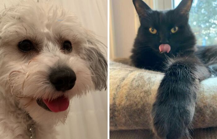 Here Are Some Photos Of My Pets To Hopefully Brighten Your Day (20 Pics)