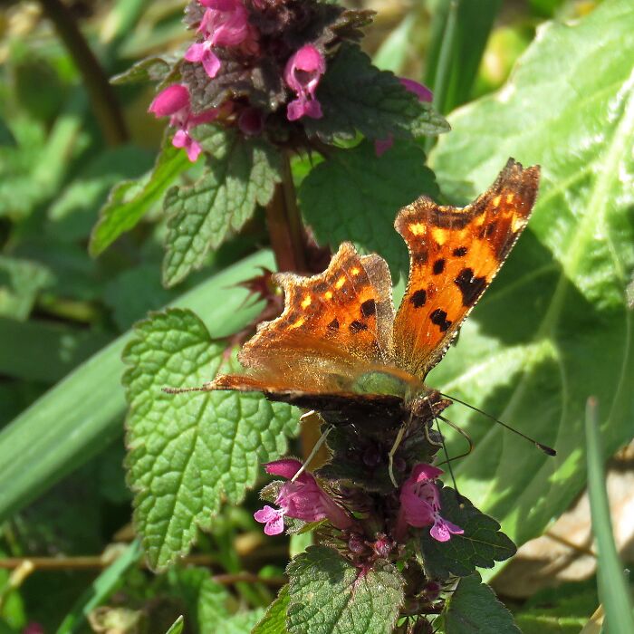 Hey Pandas, Post The First Signs Of Spring (Closed)