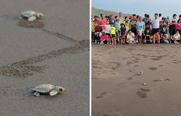 I Captured Olive Ridley Sea Turtle Taking First Step And Swim (4 Pics)