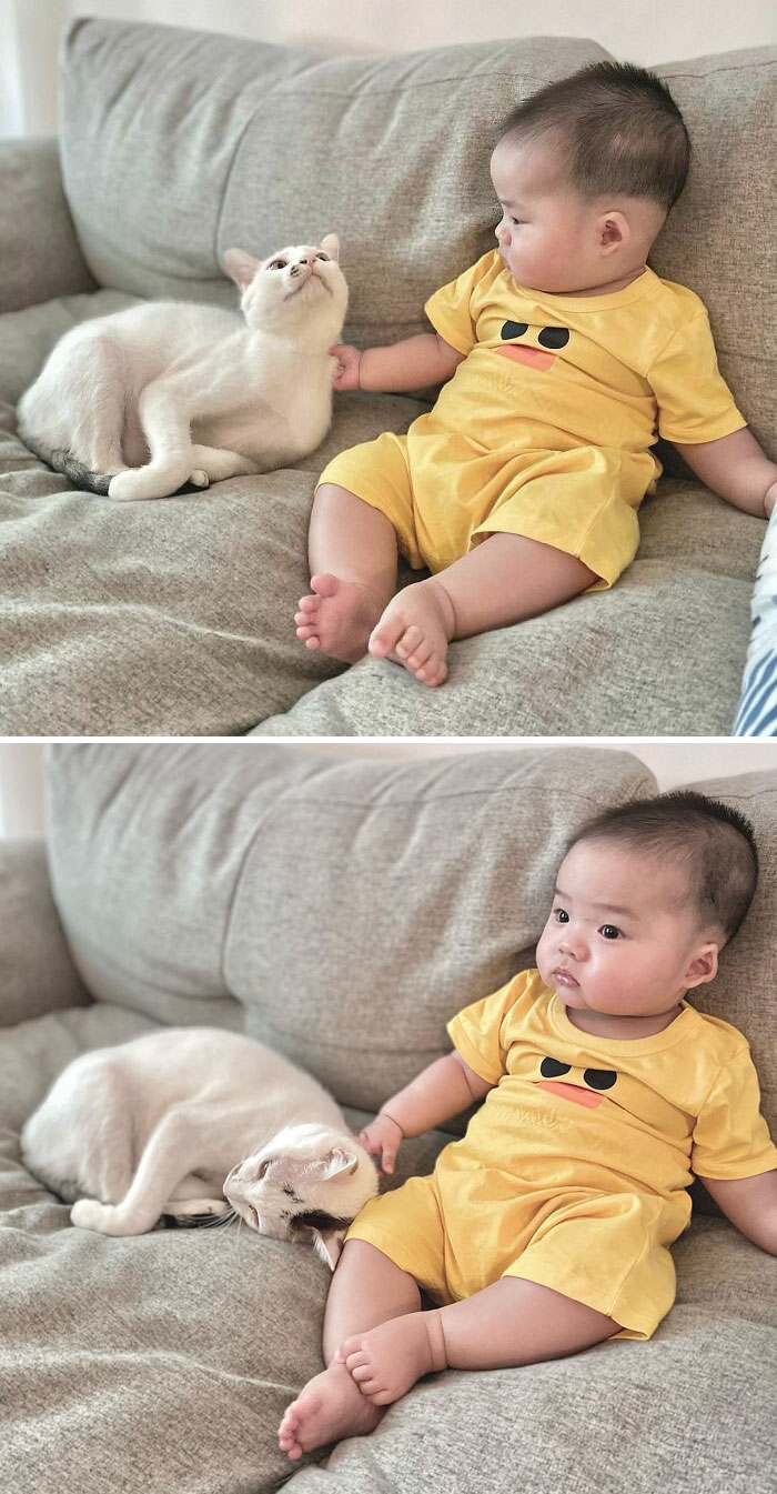 Babysitter Ding: "Although My Younger Brother Pinched Me Secretly, I Still Act Like A Baby With Him. Am I A Good-Tempered Meow?"