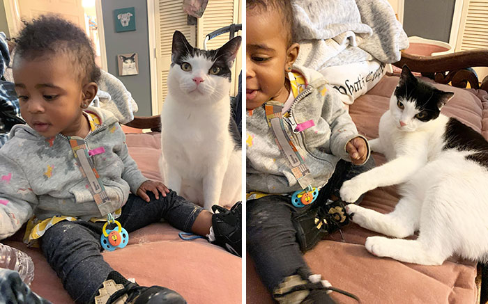 Steve B’s Babysitting Service Is Not Just For Kittens, I Also Love Human Babies Very Very Much