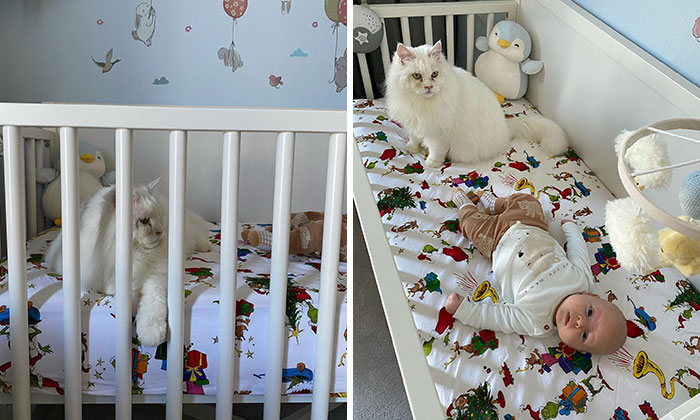 No, I Am Not In A Prison, I Am In My Little Human's Crib