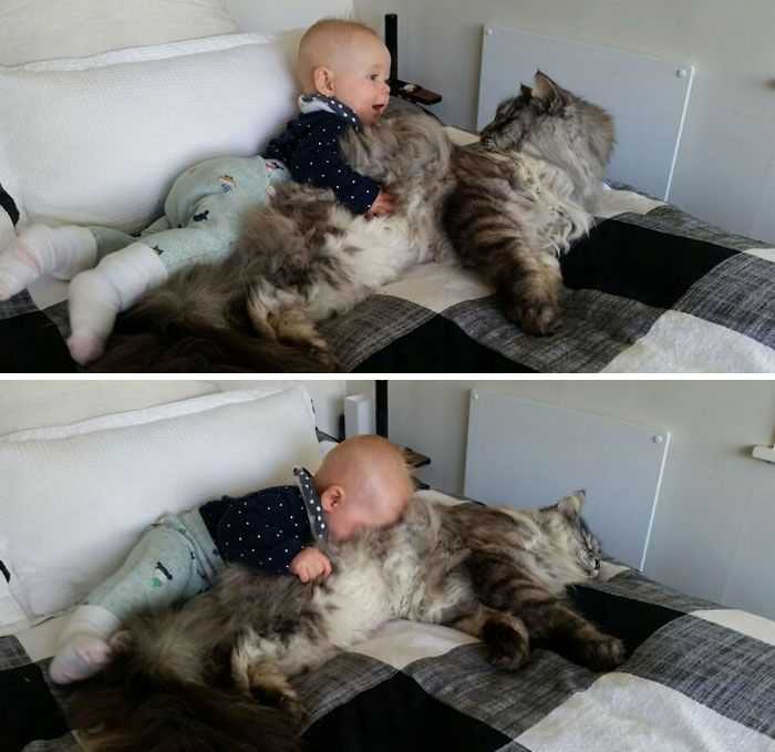 My Baby And My Cat Are Becoming Friends