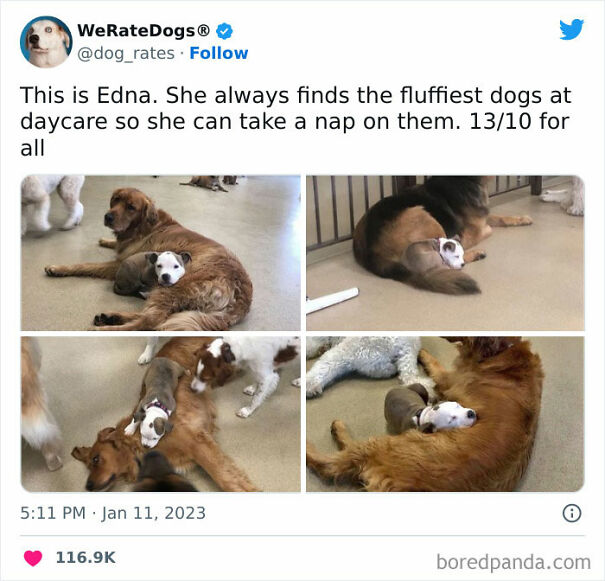 Cute-Dogs-Ratings