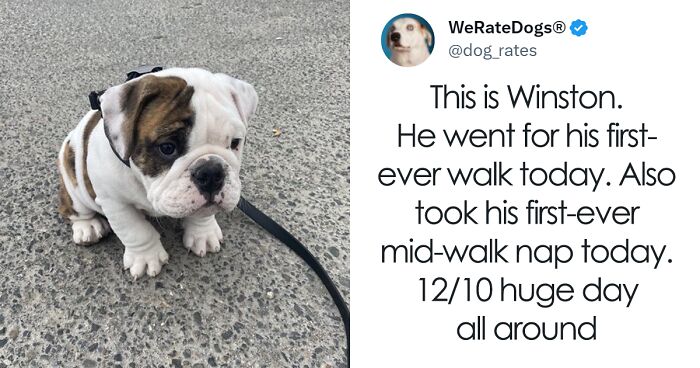 The “We Rate Dogs” Twitter Account With 9M Followers Rates People’s Dogs, And It’s As Hilarious As It Is Wholesome (50 New Pics)