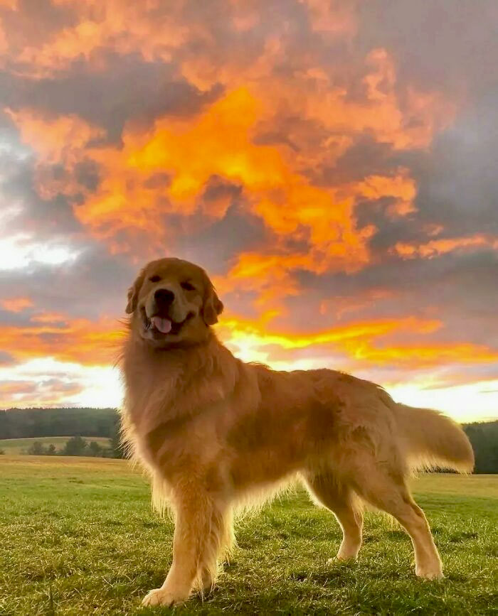 Golden Retriever During Golden Hour