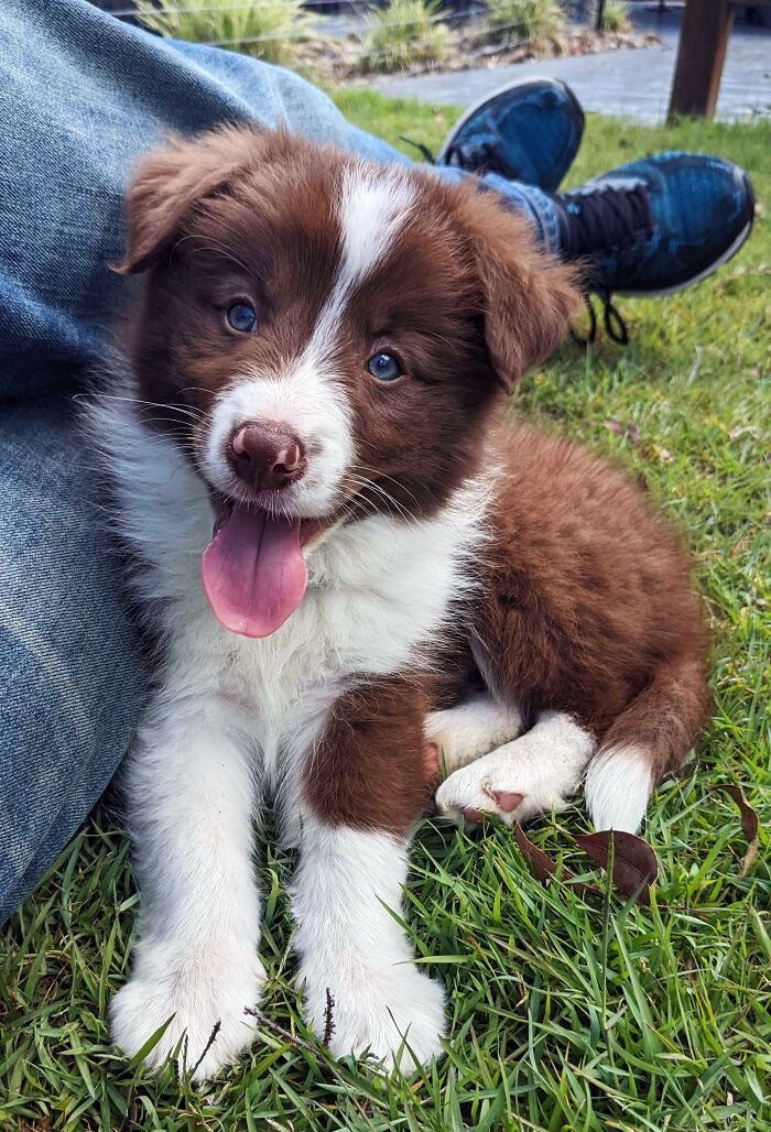 Today I Got To Bring Ralph Home With Me. He Is Such A Beautiful Boy