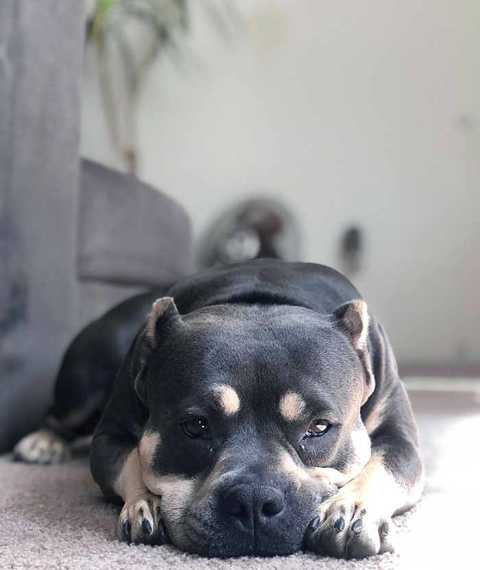 My Girlfriend's Ridiculously Photogenic Dog