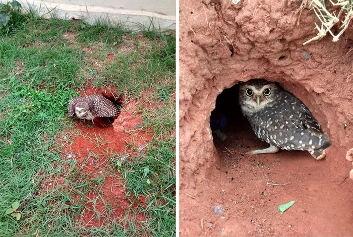 A Young Burrowing Owl From Brazil, Being Cute While Boldly Guarding The Entrance To The Nest Where He/She Was Born Weeks Before