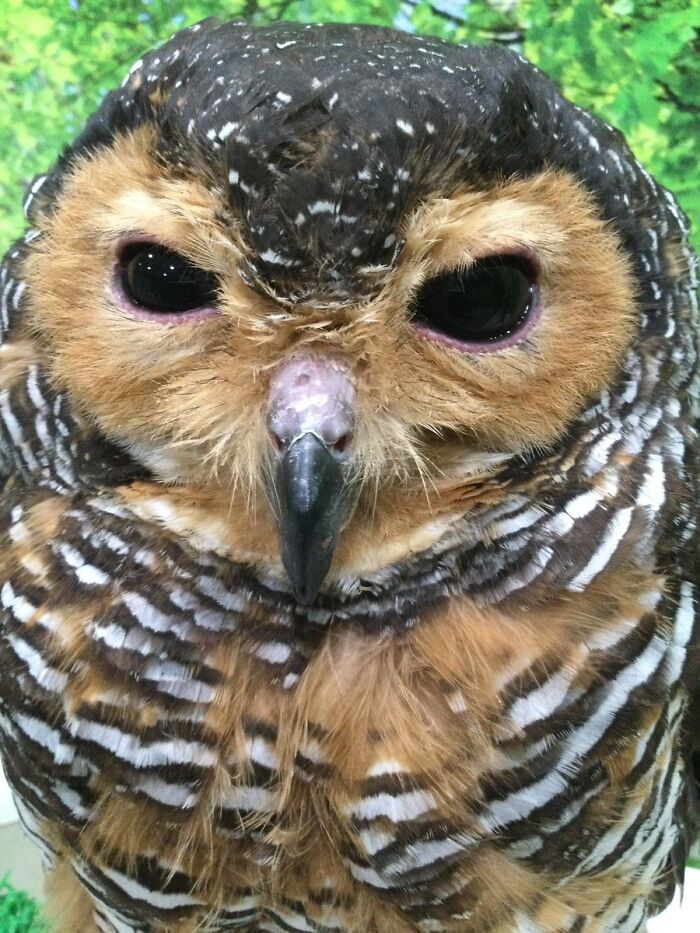 Owl-San Is Not Happy To Be Awoken From A Nap