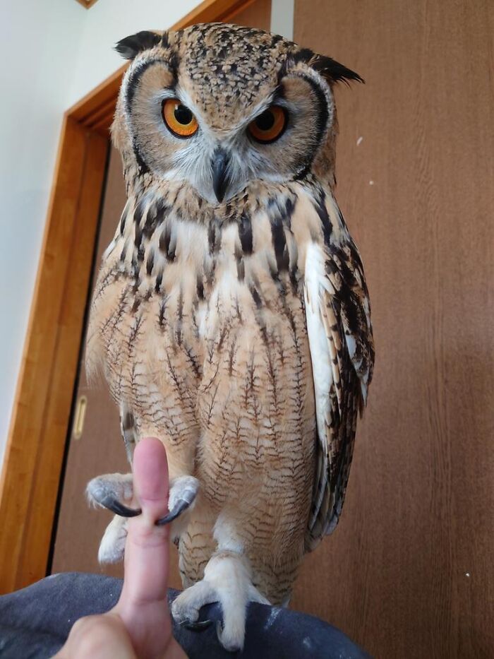 Fialka Got Your Finger