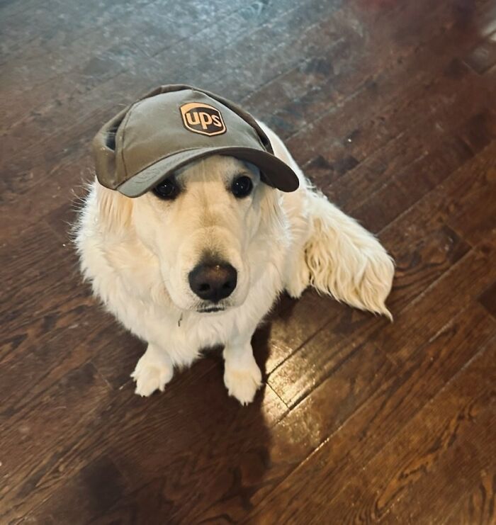 Dex Is Ready For Work After The Game Last Night... Hagerstown, Md