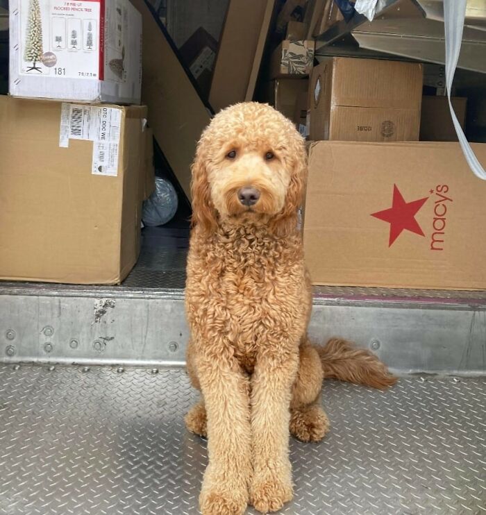 Elvis (2yr Old Doodle) Waits In The Front Window, For His Driver Julie, To Come Up The Street-Because He Already Heard Her Coming Around The Block. Elvis… Is In The Truck. San Diego Ca