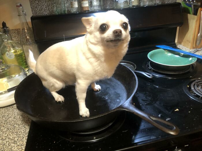 My Mom Tried To Make A Hot Dog Named Lois