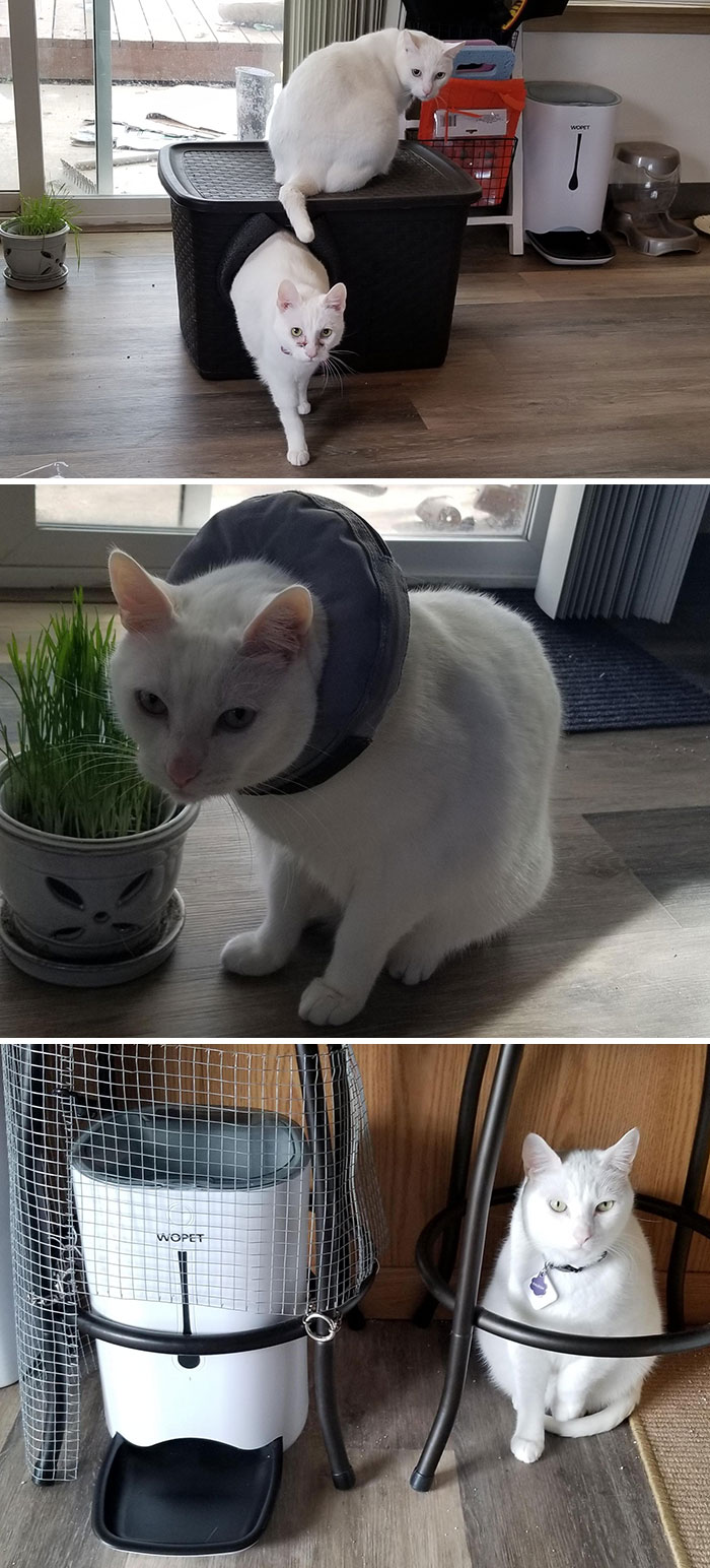 Couple Of White Cats And Their Problems 