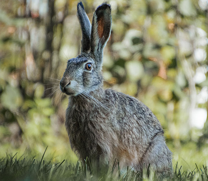 47 Interesting Easter Facts To Get You Egg-cited For The Holiday