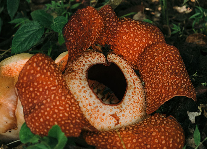 Close up titan arum flower